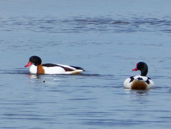 ohar  - Witold Chróścik