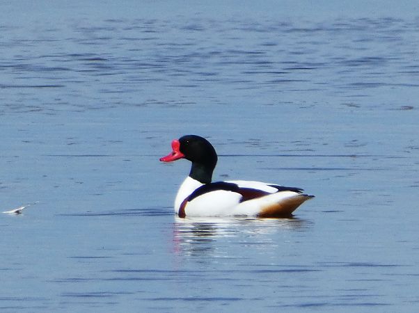 ohar  - Witold Chróścik
