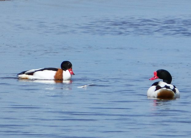 ohar  - Witold Chróścik