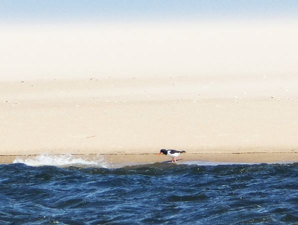 ostrygojad  - Witold Chróścik