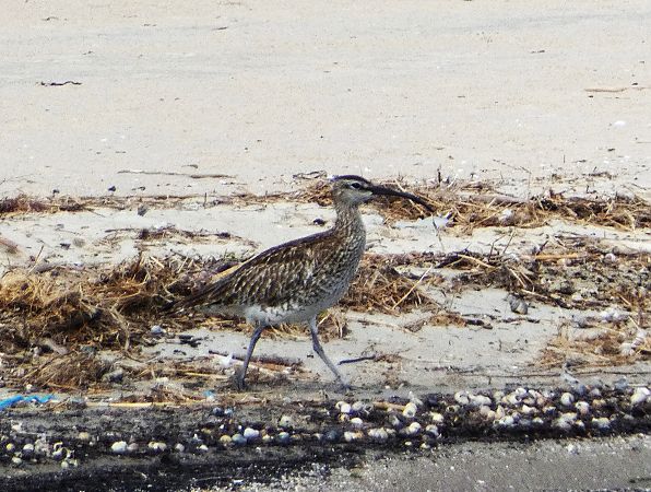 kulik mniejszy  - Witold Chróścik