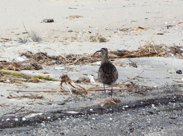 kulik mniejszy  - Witold Chróścik