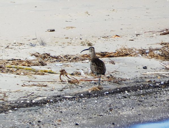 kulik mniejszy  - Witold Chróścik