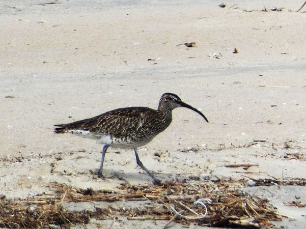 kulik mniejszy  - Witold Chróścik