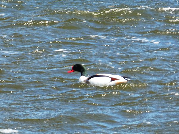 ohar  - Witold Chróścik