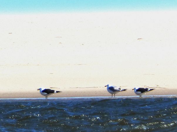 mewa żółtonoga (ssp. fuscus)  - Witold Chróścik