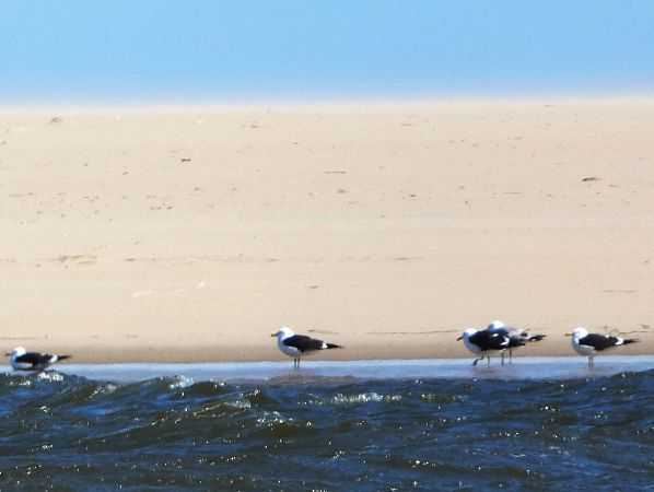 mewa żółtonoga (ssp. fuscus)  - Witold Chróścik