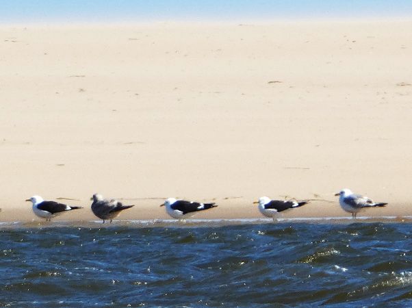 Heringsmöwe (ssp. fuscus)  - Witold Chróścik