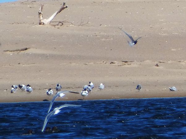 szablodziób  - Witold Chróścik