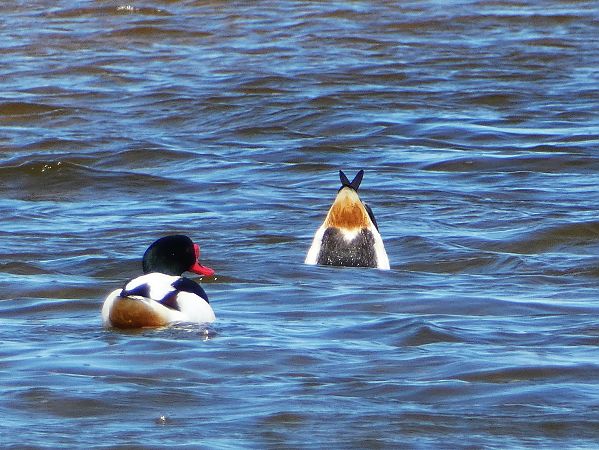 ohar  - Witold Chróścik