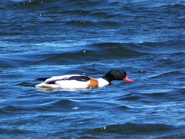 ohar  - Witold Chróścik