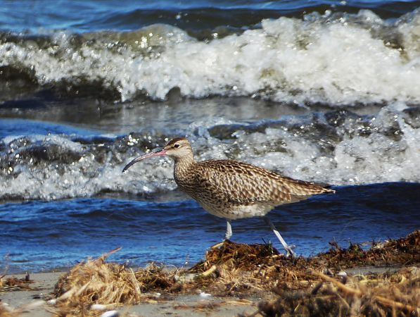 kulik mniejszy  - Witold Chróścik
