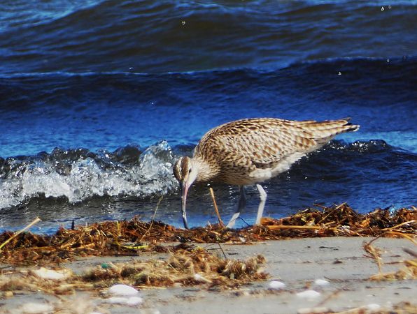 kulik mniejszy  - Witold Chróścik