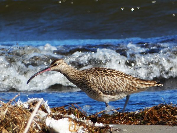 kulik mniejszy  - Witold Chróścik