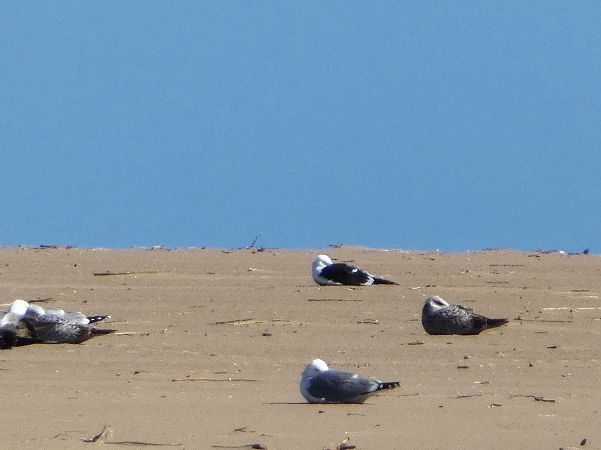 mewa żółtonoga (ssp. fuscus)  - Witold Chróścik