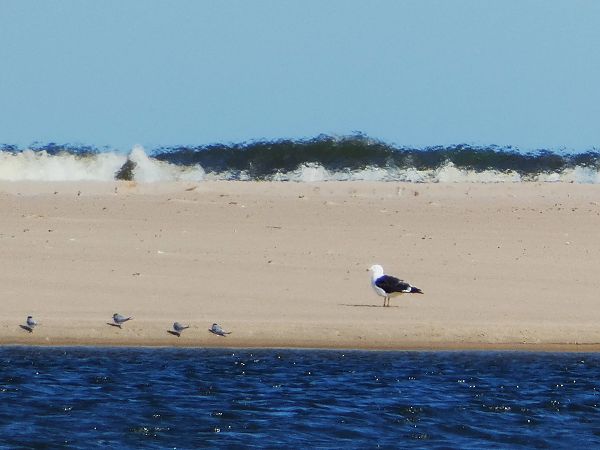 mewa żółtonoga (ssp. fuscus)  - Witold Chróścik