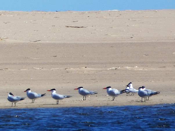 rybitwa wielkodzioba  - Witold Chróścik
