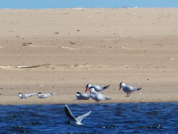 rybitwa wielkodzioba  - Witold Chróścik