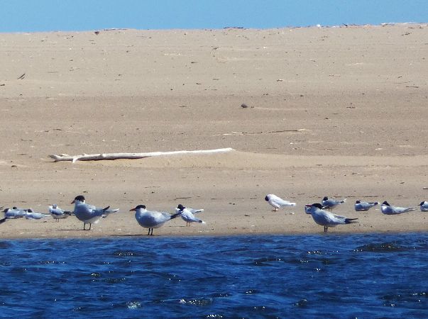 rybitwa wielkodzioba  - Witold Chróścik