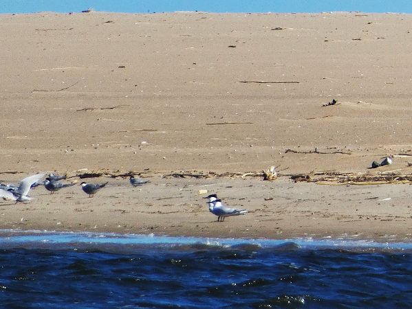 rybitwa czubata  - Witold Chróścik
