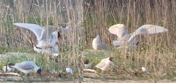 mewa czarnogłowa  - Michał Kucharski