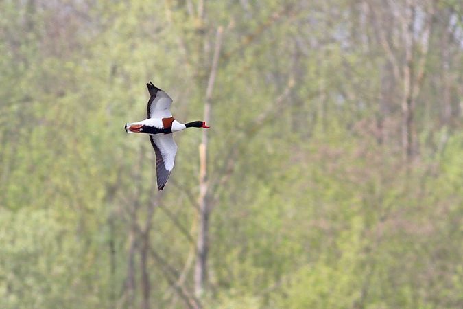ohar  - Michał Kucharski