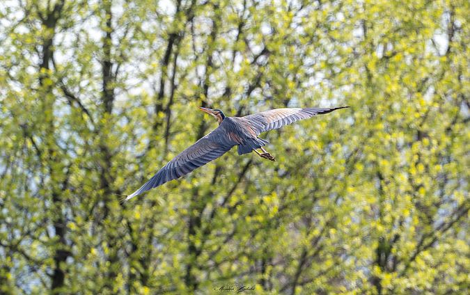 czapla purpurowa  - Monika Hadała