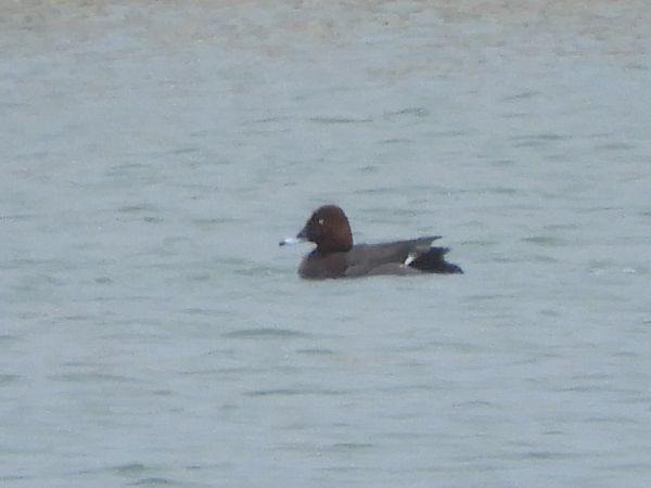 Hybrid Tafel- x Moorente  - Adam Kut