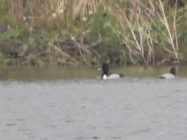 czerniczka  - Adam Kut