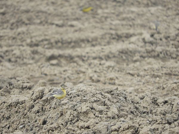 Zitronenstelze  - Adam Kut