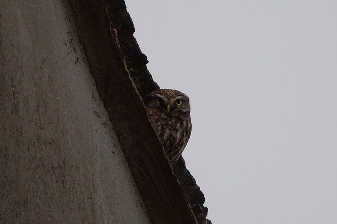 pójdźka  - Jan Dacko