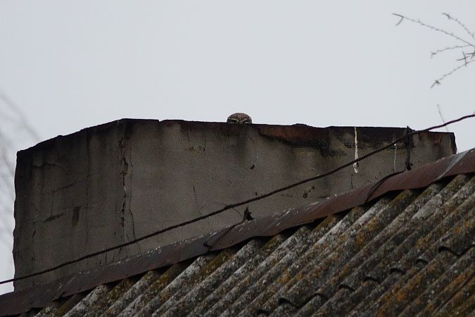 pójdźka  - Jan Dacko