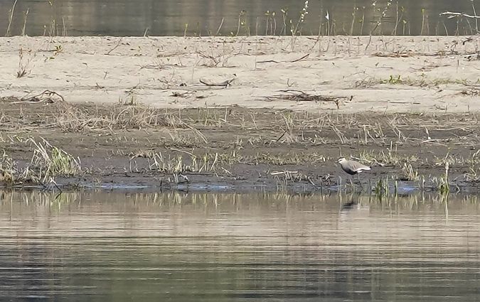 czajka towarzyska  - Mateusz Cymbała