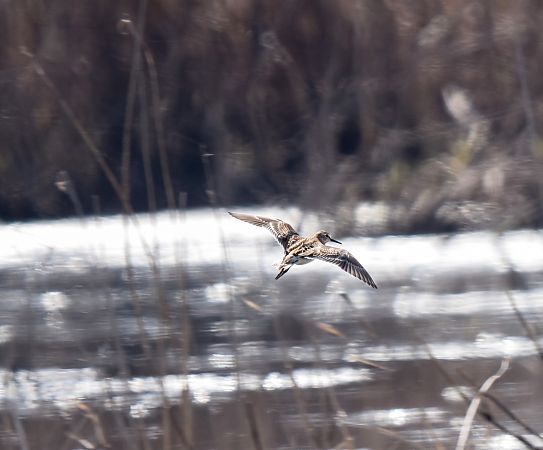 bekasik  - Tomasz Cieślak