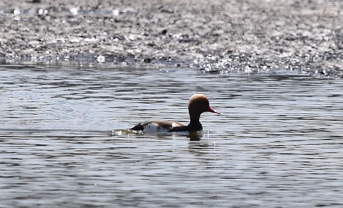 hełmiatka  - Tomasz Cieślak