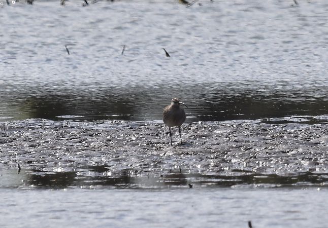 kulik mniejszy  - Tomasz Cieślak