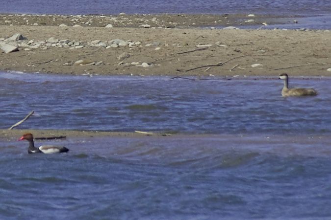 Kolbenente  - Robert Pach