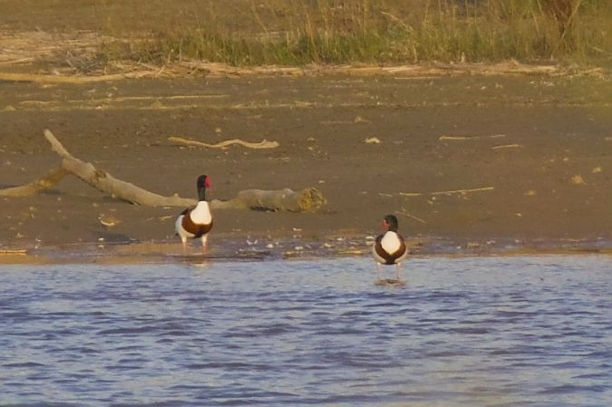 Brandgans  - Robert Pach