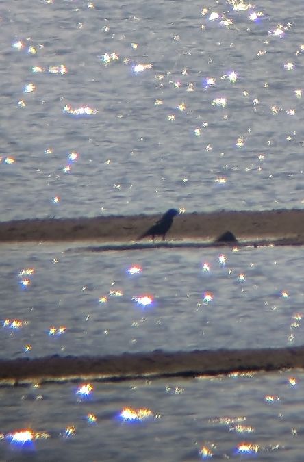 Rabenkrähe  - Robert Pach