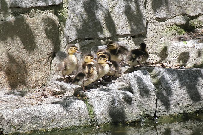 Stockente  - Robert Pach