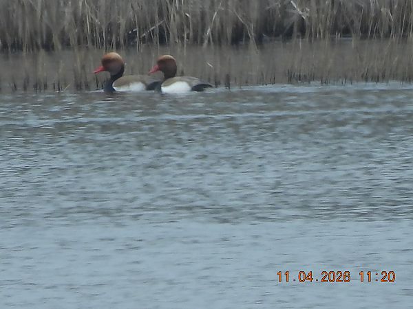 hełmiatka  - Maria Krzyżanowska