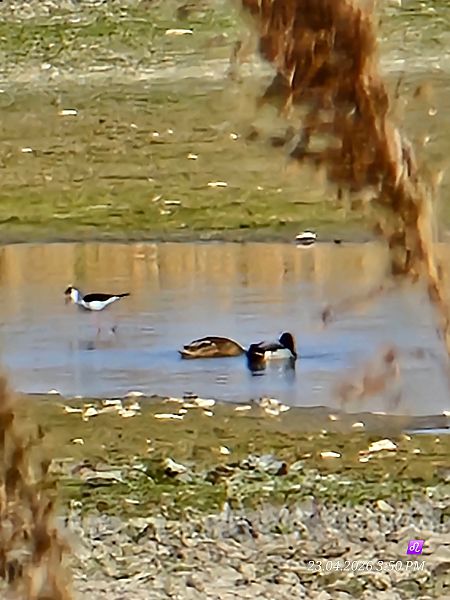 szczudłak  - Maria Krzyżanowska