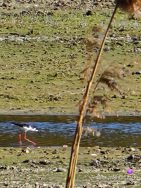 szczudłak  - Maria Krzyżanowska
