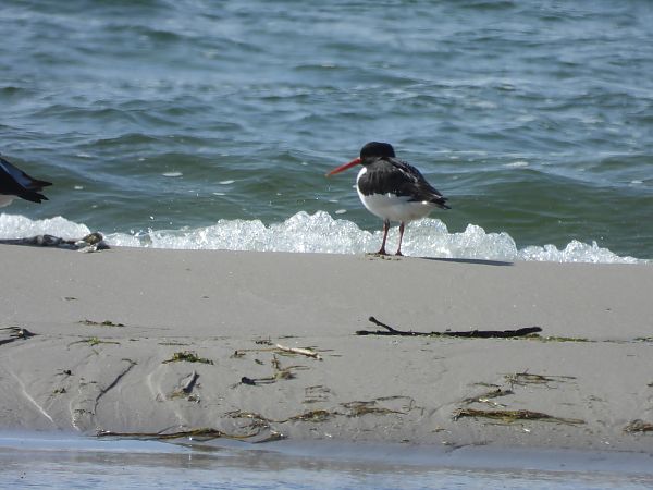 Eurasian Oystercatcher  - Alicja Dąbrowska