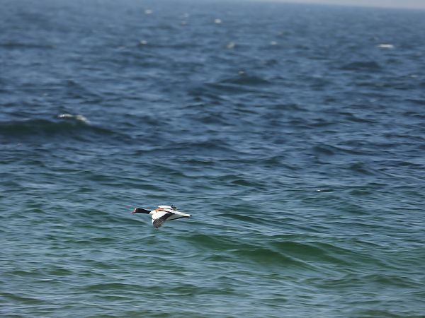 ohar  - Alicja Dąbrowska