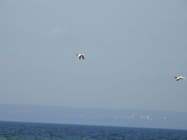 Common Shelduck  - Alicja Dąbrowska