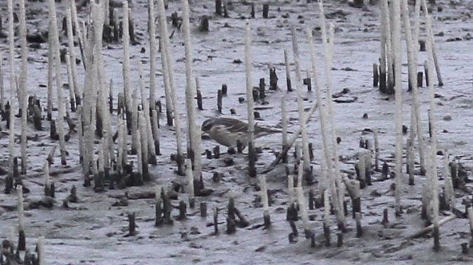 siwerniak  - Grzegorz Kaczorowski