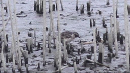 Pipit spioncelle  - Grzegorz Kaczorowski