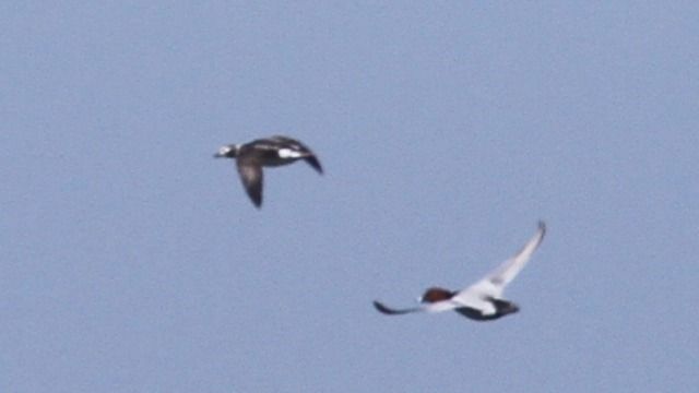 Eisente  - Grzegorz Kaczorowski