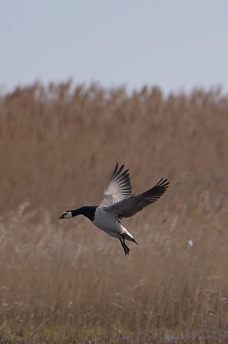 bernikla białolica  - Krzysztof Płotka